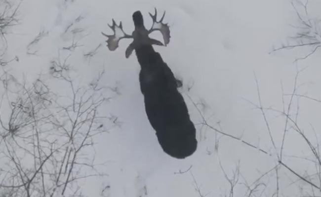 बड़े-बड़े सींग से छुटकारा पाने के लिए इस जानवर ने लगाया गजब का तिकड़म, VIDEO देख नहीं होगा आंखों पर यकीन