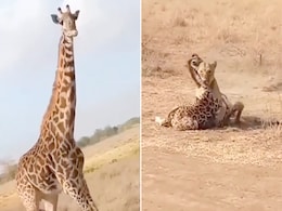 VIDEO: जिराफ के बच्चे का गला दबोचकर बैठ गई शेरनी, मां ने किया ऐसा पलटवार, दुम दबा के भागी जंगल की रानी VIDEO: जिराफ के बच्चे का गला दबोचकर बैठ गई शेरनी, मां ने किया ऐसा पलटवार, दुम दबा के भागी जंगल की रानी