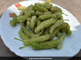 इस फल को कभी देखा है? अगर देखा है तो इसका नाम बताइए, कुमार विश्वास को भी पसंद है ये फल इस फल को कभी देखा है? अगर देखा है तो इसका नाम बताइए, कुमार विश्वास को भी पसंद है ये फल