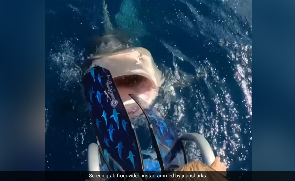 Terrifying Video Shows Woman Nearly Diving Into The Mouth Of A Shark