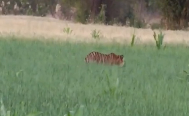 VIDEO: MP के 2 गांवों के खेतों में घूमता दिखा टाइगर, खौफ में ग्रामीण, पुलिस-वन विभाग का अमला मौके पर पहुंचा
