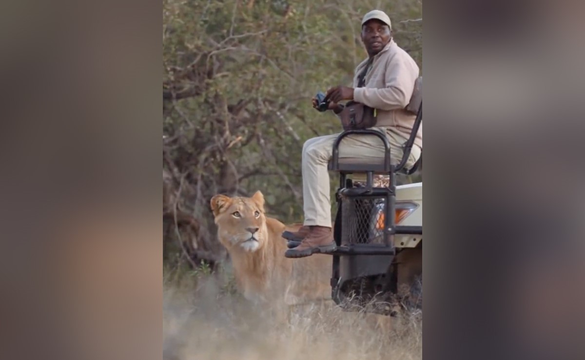 गाड़ी पर बैठकर जंगल में फोटो ले रहा था शख्स, तभी शेर आया और ऐसा किया कि आप हैरान हो जाएंगे