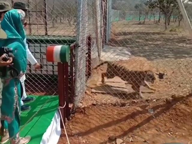 Tigers Reintroduced At Madhav National Park In Madhya Pradesh After 27 Years