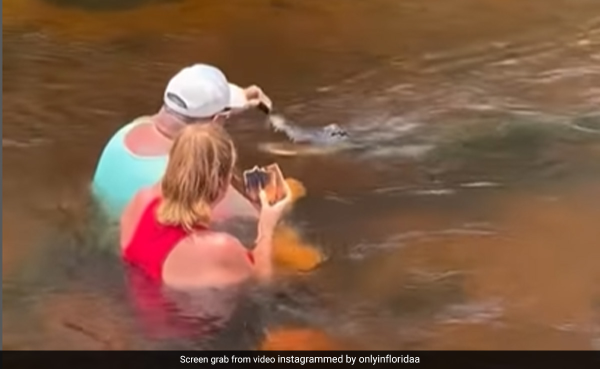 Viral Video: Unfazed By Danger Involved, US Man Hand-Feeds An Alligator