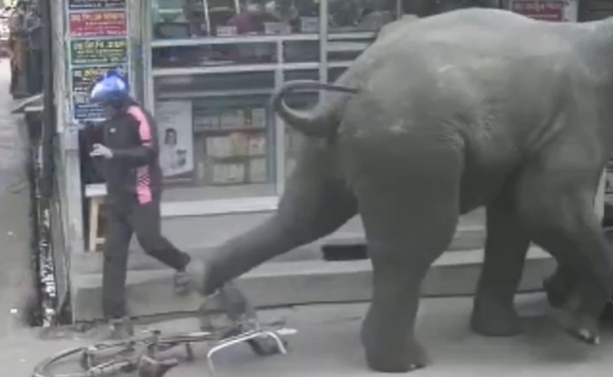 VIDEO: अचानक रिहायशी इलाके में घुस आया हाथी, दुकान पर बोला धावा, मची अफरा तफरी