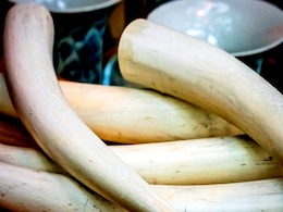 Human Skulls, Tusks, Claws: What Forest Officers Found In West Bengal Raids Human Skulls, Tusks, Claws: What Forest Officers Found In West Bengal Raids