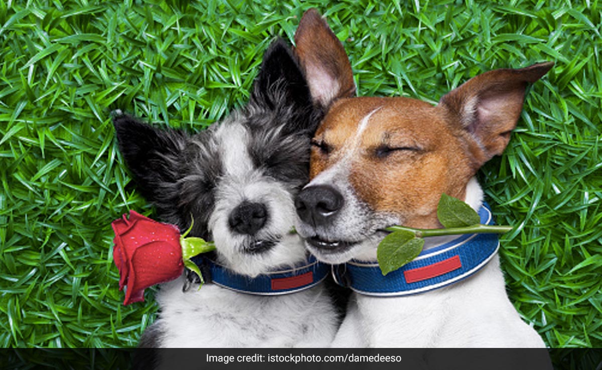 धूम धड़ाके से की ओनर्स ने अपने क्यूट डॉग की शादी, आप भी कुछ कर रहे हैं प्लान तो ऐसे करें तैयारी