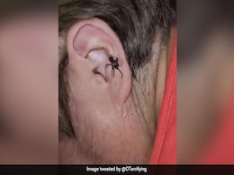 कान के अंदर से रेंगते हुए बाहर निकली जिंदा मकड़ी, डरावना Video देख खड़े हो जाएंगे रोंगटे कान के अंदर से रेंगते हुए बाहर निकली जिंदा मकड़ी, डरावना Video देख खड़े हो जाएंगे रोंगटे