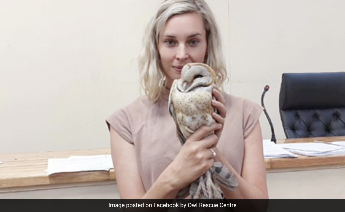Owl Enters Courtroom During Murder Trial, Sends People ''Running Out Screaming''