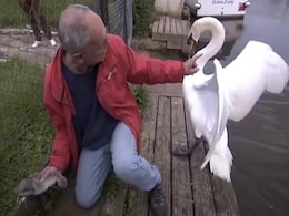 VIDEO: जाली में फंसे हंस के बच्चे को निकाल रहा था शख्स, तभी मां ने कर दिया ताबड़तोड़ हमला VIDEO: जाली में फंसे हंस के बच्चे को निकाल रहा था शख्स, तभी मां ने कर दिया ताबड़तोड़ हमला