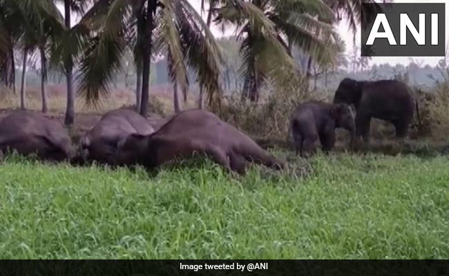 Three Elephants Electrocuted To Death In Tamil Nadu