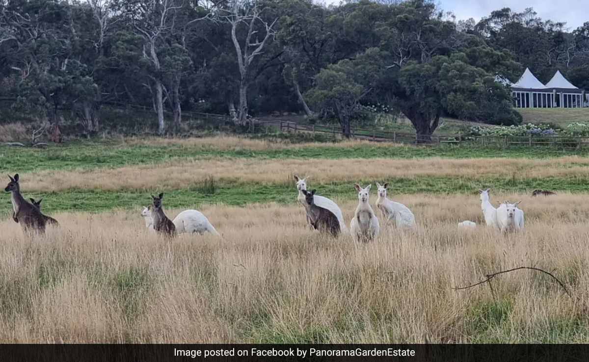 "Just Gorgeous": Group Of Rare White Kangaroos Spotted In Australia