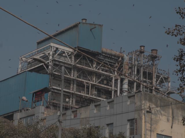 Delhi Tree Bank, Run By 2 Friends, Distributes Plants For Free