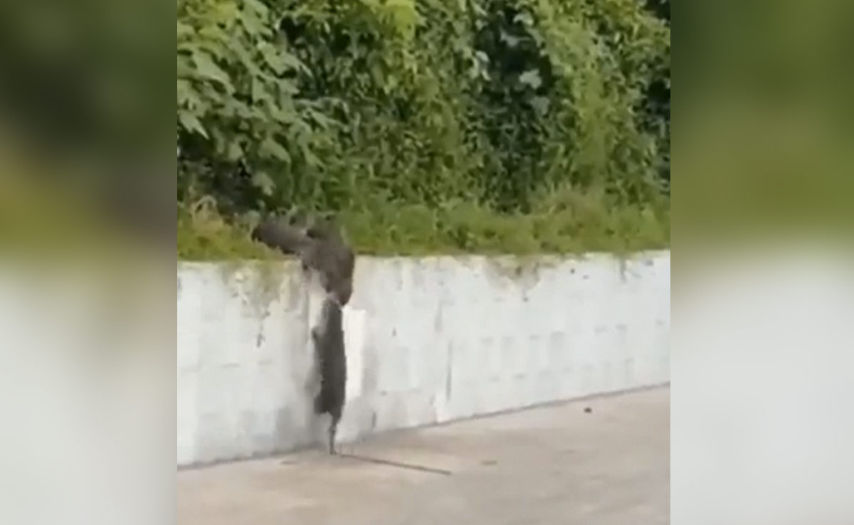 नेवले के झुंड को देखकर आपको भी आ जाएगी अपने सबसे सच्चे दोस्त की याद, विवेक बिंद्रा ने शेयर किया Video