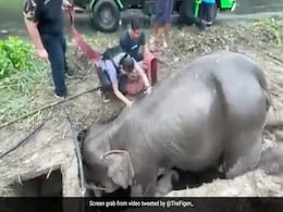 गहरे नाले में गिरकर फंसा था हाथी और उसका बच्चा, 3 घंटे तक चला रेस्क्यू, फिर ऐसे बचाई जान, Video वायरल गहरे नाले में गिरकर फंसा था हाथी और उसका बच्चा, 3 घंटे तक चला रेस्क्यू, फिर ऐसे बचाई जान, Video वायरल