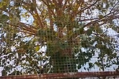 This Tree In Madhya Pradesh Gets Security This Tree In Madhya Pradesh Gets Security