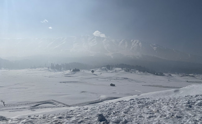 In Gulmarg's Mountains, Stray Dogs Are Soldiers' "Early Warning" Friends