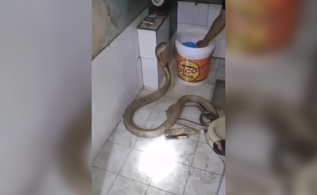 शख्स ने ख़तरनाक सांप को उसका फन पकड़कर नहलाया, वीडियो देख सिहर जाएंगे आप