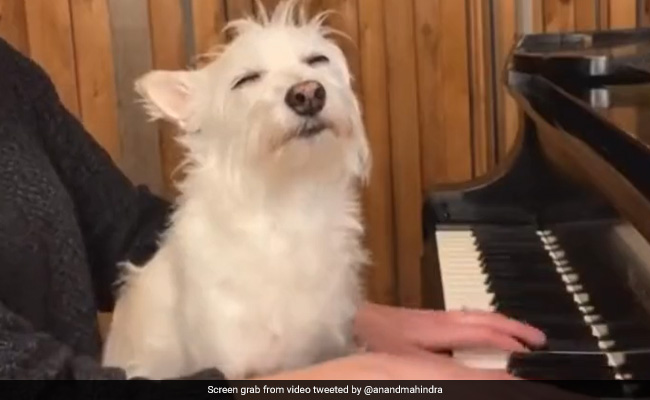 "Sublime Bliss": Video Shows Dog Intently Listening To Piano