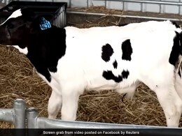 Rajasthan: इंसानियत हुई शर्मसार... युवक ने बछड़े के साथ किया कुकर्म, घटना के बाद लोगों में आक्रोश