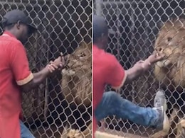 VIDEO: जंगल के राजा से मस्खरी पड़ी भारी, पिंजरे के अंदर से ही चबा ली शख्स की उंगली! VIDEO: जंगल के राजा से मस्खरी पड़ी भारी, पिंजरे के अंदर से ही चबा ली शख्स की उंगली!