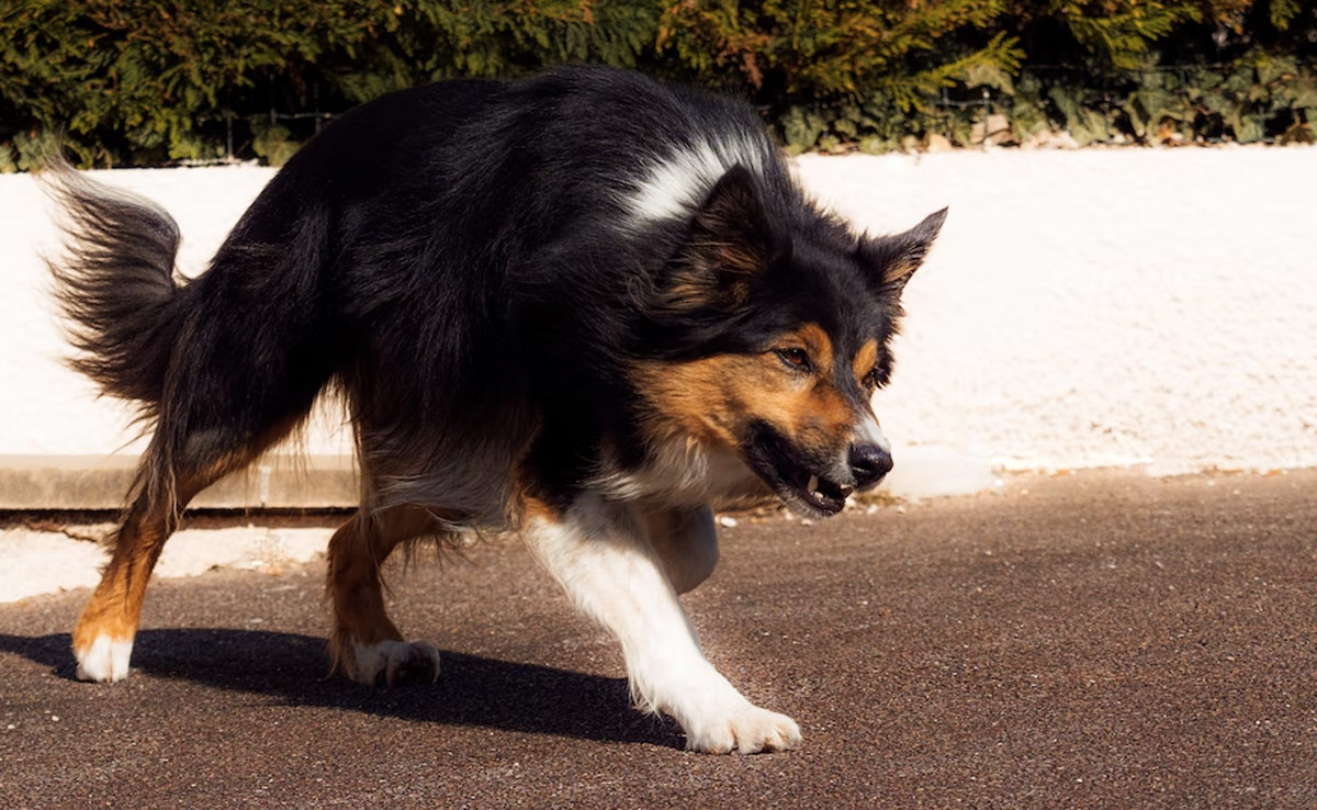 17 Dogs Seized in UK After 6-Year-Old Girl Injured In Dog Attack