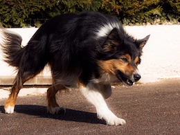 Gadchiroli News: भटक्या कुत्र्यांचा हैदोस! 10 जणांचे लचके तोडले, नागरिकांमध्ये भितीचे वातावरण Gadchiroli News: भटक्या कुत्र्यांचा हैदोस! 10 जणांचे लचके तोडले, नागरिकांमध्ये भितीचे वातावरण