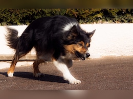 Nandurbar News: मोकाट कुत्र्यांचा हैदोस!  ७ महिन्यांत 1,700 जणांचे लचके तोडले; नागरिक भयभीत