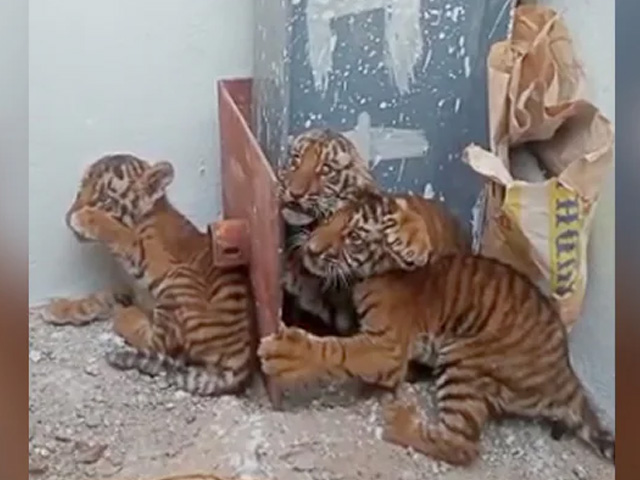 4 Tiger Cubs Rescued In Andhra's Atmakur Forest