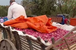 Farmers Suffer As Onion Prices Crash Farmers Suffer As Onion Prices Crash