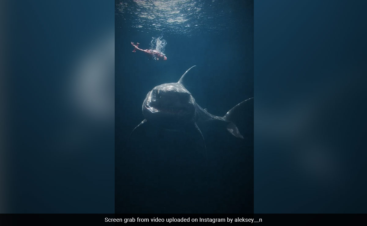 Animation Artist Posts Video To Depict What A Megalodon Attack Will Look Like Today