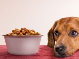 "Wouldn't Do It Again": 21-Year-Old Influencer Tries Dog Food To Up Protein Intake "Wouldn't Do It Again": 21-Year-Old Influencer Tries Dog Food To Up Protein Intake
