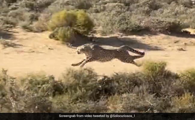 "Speed And Strength": Video Of Cheetah Chasing Its Prey At Blistering Speed Goes Viral