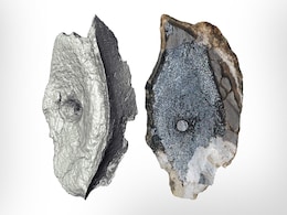 Oldest Fossils Of Remarkable Marine Reptiles Found In Arctic Oldest Fossils Of Remarkable Marine Reptiles Found In Arctic