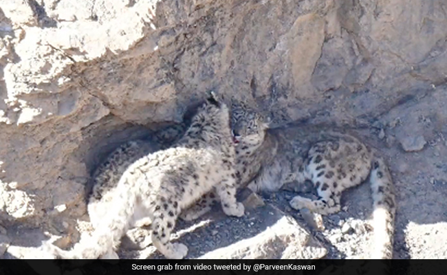 Watch: Snow Leopard Family Spotted In Himachal Pradesh's Spiti Valley, Internet Awestruck