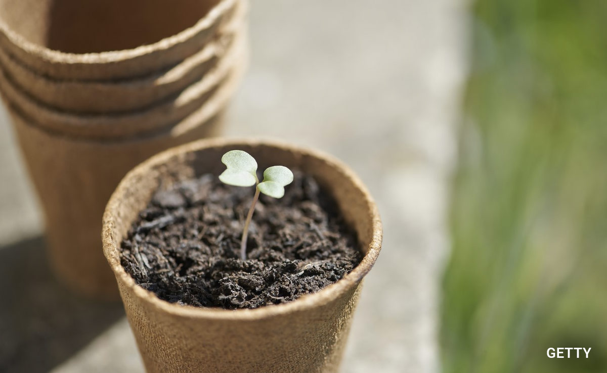 2 Men, In BMW, Steal Potted Plants Kept On Nagpur Road As G20 Decoration