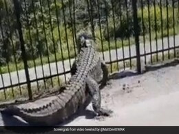 लोहे के बाड़ को तोड़कर बाहर निकला घड़ियाल, Video देख खड़े हो जाएंगे रोंगटे, लोग बोले- ये डायनासोर है... लोहे के बाड़ को तोड़कर बाहर निकला घड़ियाल, Video देख खड़े हो जाएंगे रोंगटे, लोग बोले- ये डायनासोर है...