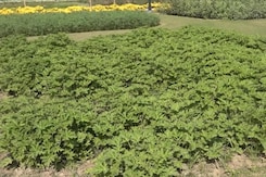 Rashtrapati Bhawan's Herbal Garden Promotes Health, Healing With Natural Cures Rashtrapati Bhawan's Herbal Garden Promotes Health, Healing With Natural Cures