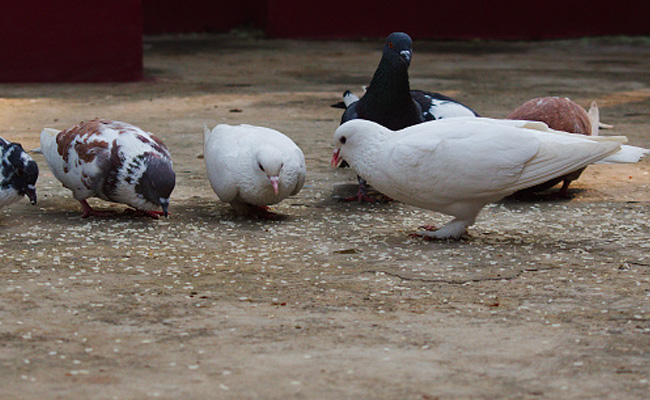 Astro news : कबूतर को दाना खिलाना शुभ होता है या अशुभ, यहां जानिए क्या है मान्यता