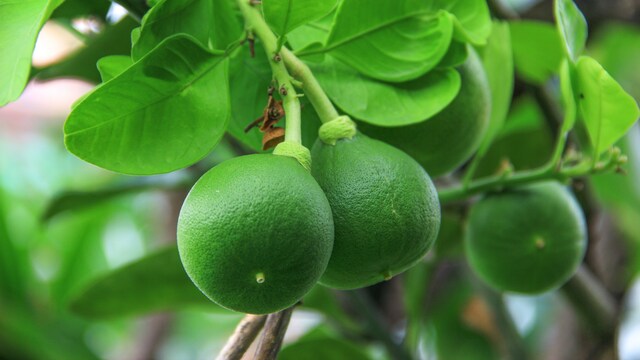 Pomelo are among many citrus fruits available in India and a beneficial for our health