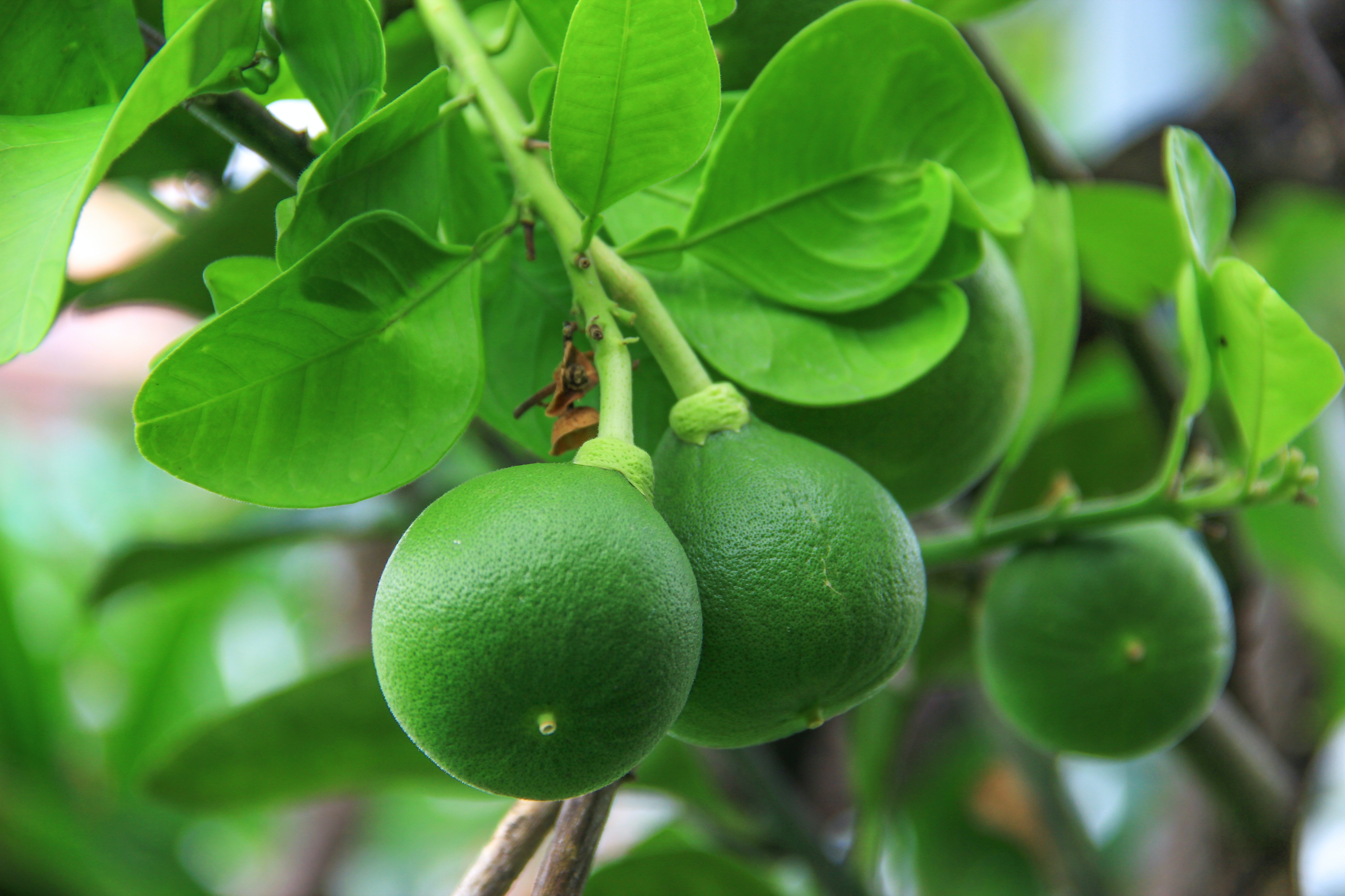Pomelo are among many citrus fruits available in India and a beneficial for our health