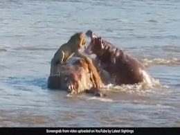 VIDEO: जंगल के राजा को हिप्पो ने दिया 'डर का डोज', देखें झुंड का चौंकाने वाले हमला VIDEO: जंगल के राजा को हिप्पो ने दिया 'डर का डोज', देखें झुंड का चौंकाने वाले हमला