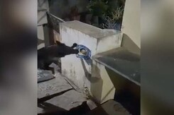 Police Complaint Against Dog For Tearing Down Jagan Reddy Poster Police Complaint Against Dog For Tearing Down Jagan Reddy Poster