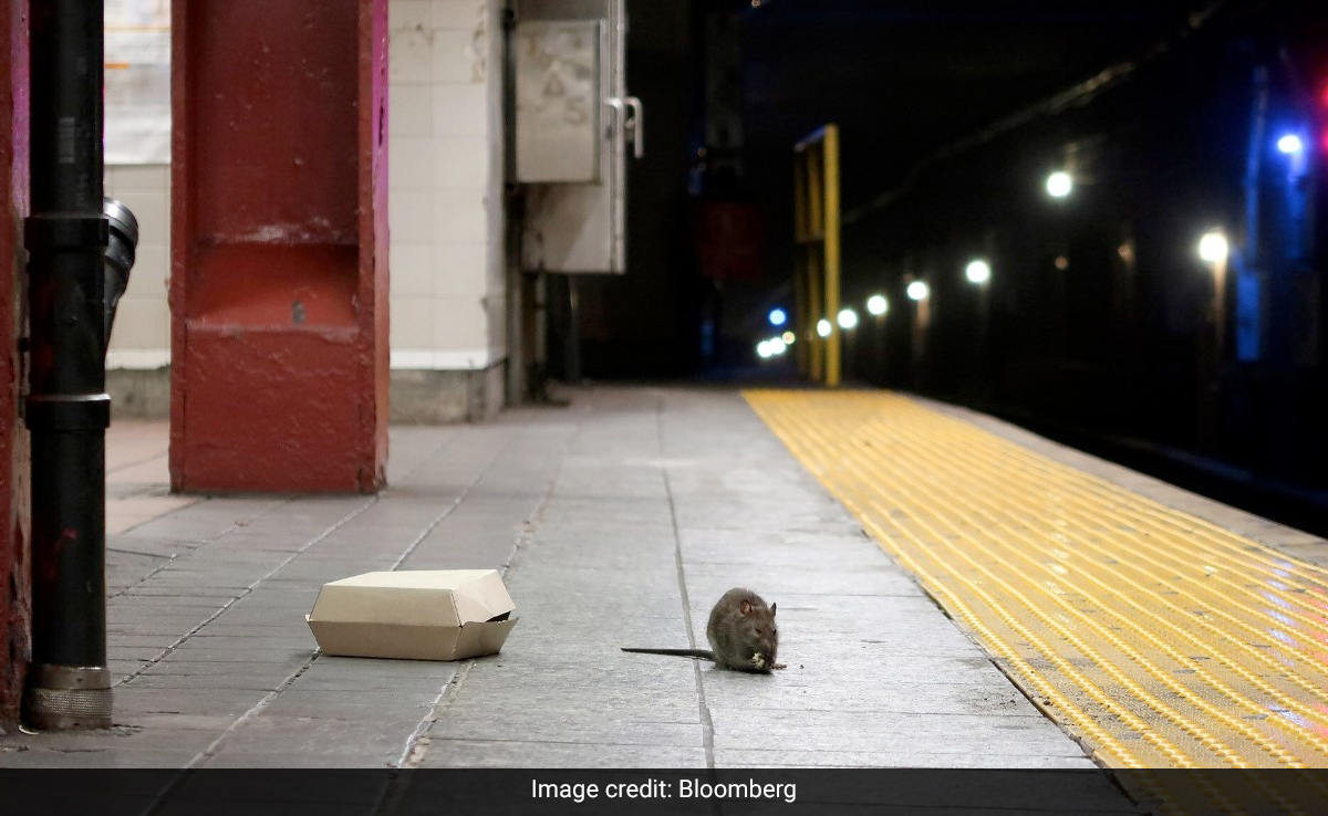 New Zealand Works To Eradicate Rats To Save Native Birds