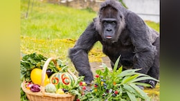 Watch: World's Oldest Gorilla Celebrates 66th Birthday With Berries And Vegetables