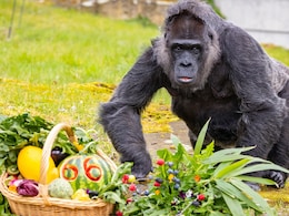 Watch: World's Oldest Gorilla Celebrates 66th Birthday With Berries And Vegetables Watch: World's Oldest Gorilla Celebrates 66th Birthday With Berries And Vegetables