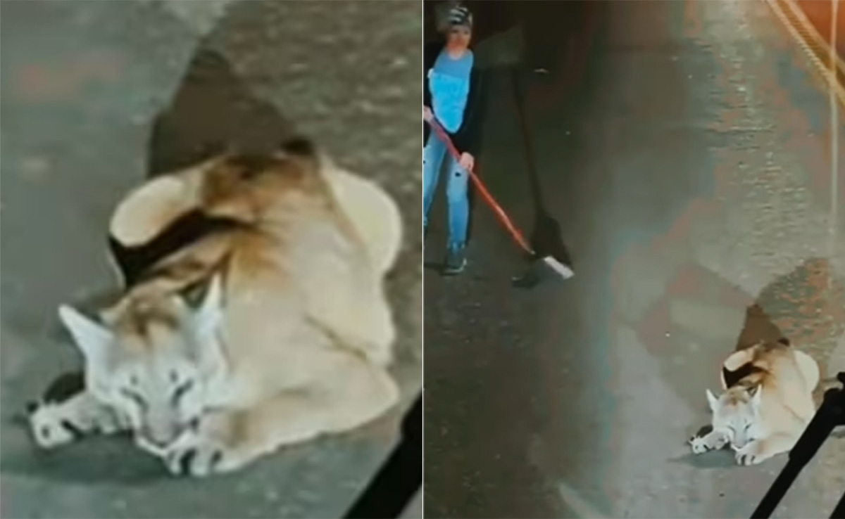 Tigress Viral Video: 'खुद की मौत को न्योता देती नजर आई महिला' सड़क के बीचो-बीच बैठी बाघिन के सामने आ गई महिला और फिर...