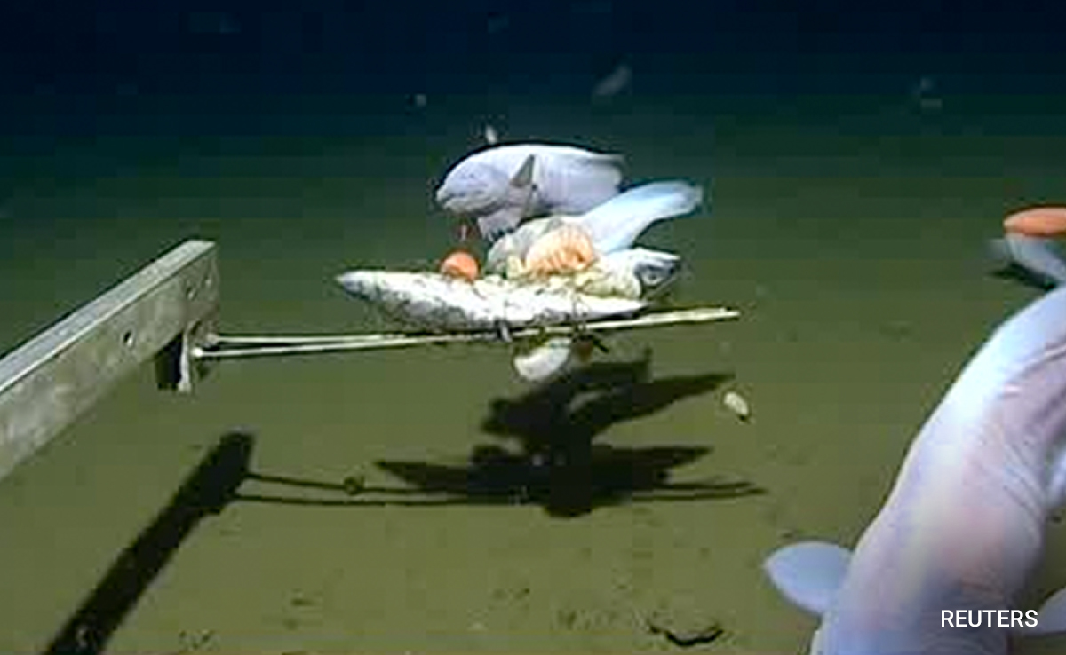 Deepest-Ever Fish Caught And Filmed Off Japan