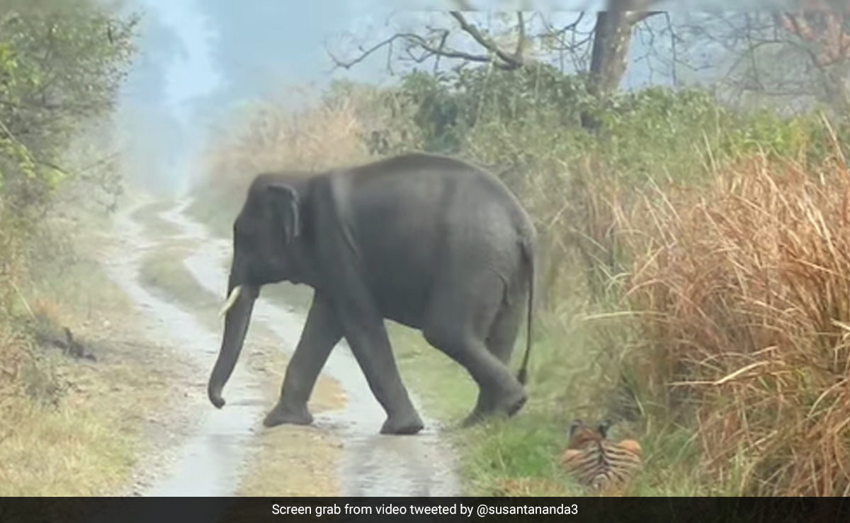 Forest Officer Shares Incredible Video Of Tiger Making Way For Herd Of Elephants