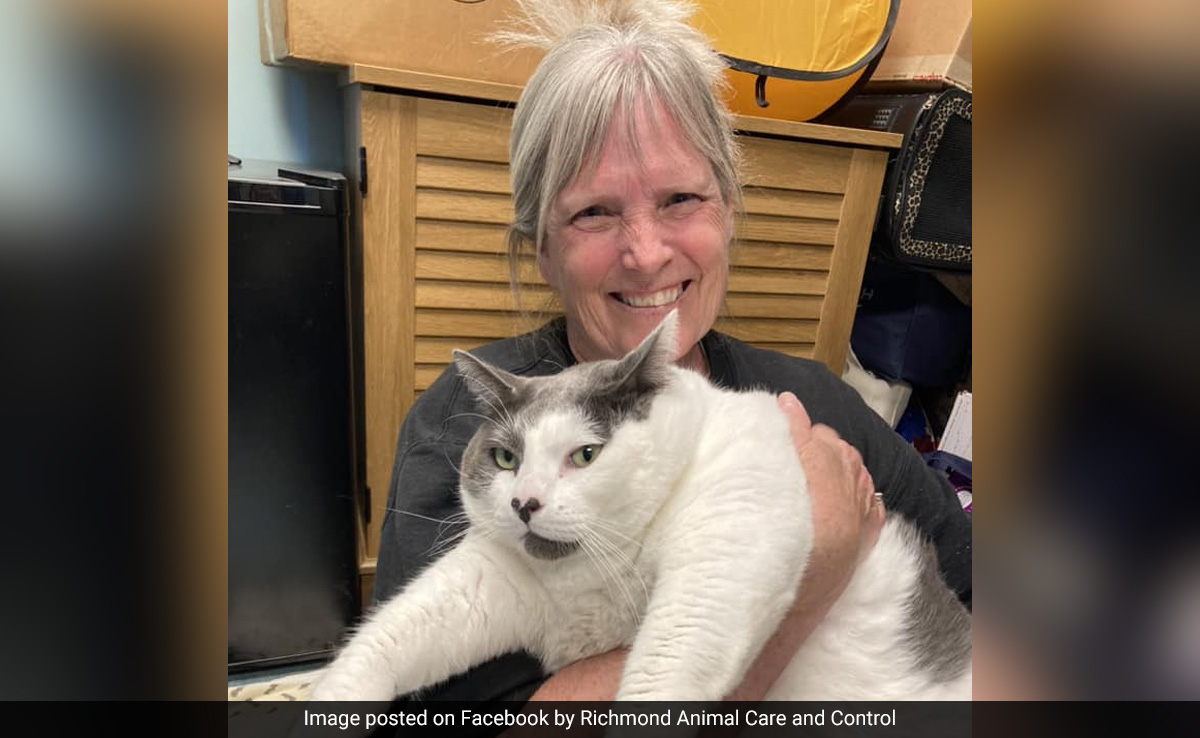 Cat That Weighs As Much As A Four-Year-Old Gets Adopted In US